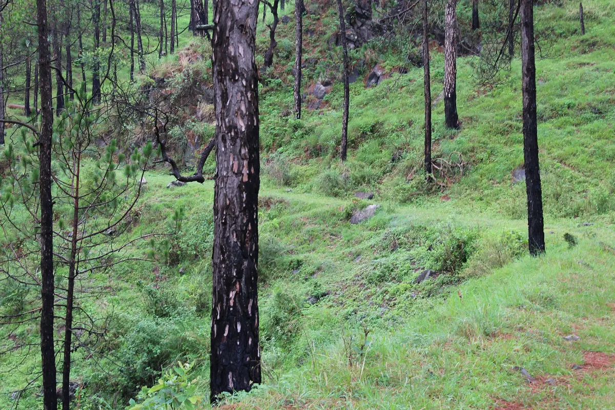 Kasauli